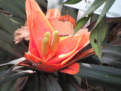 Freycinetia arborea