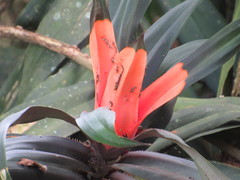 Freycinetia arborea