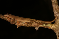 Correlophus sarasinorum