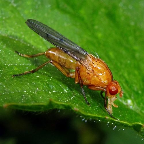 Hooded Dryomyza photo 2