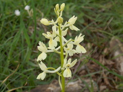Orchis provincialis