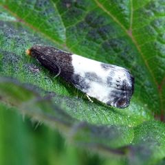 Notocelia cynosbatella