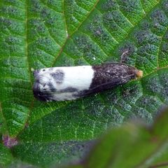 Notocelia cynosbatella