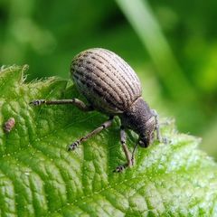 Attactagenus plumbeus