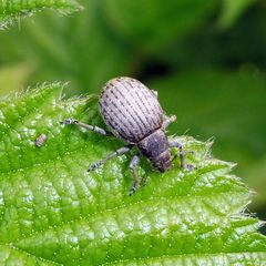 Attactagenus plumbeus