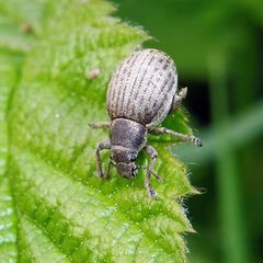 Attactagenus plumbeus