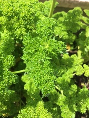 Petroselinum crispum