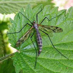 Tipula varipennis