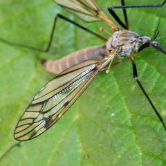 Tipula varipennis
