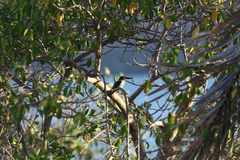 Todiramphus sanctus canacorum