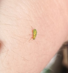 Polydrusus pterygomalis