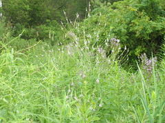 Verbena × engelmannii