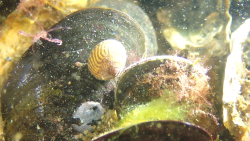 Grey Topshell, Dreischor, Nederland, photo 9 of 10