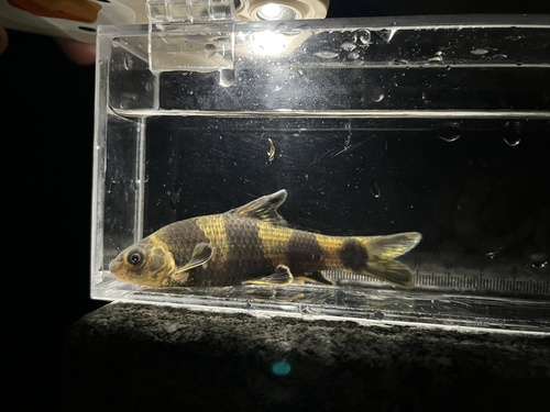 Chinese lake gudgeon (Sarcocheilichthys sinensis) — Cyprinidae