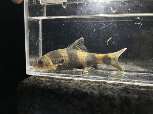 Chinese Lake Gudgeon