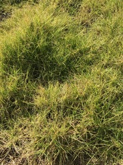 Cenchrus clandestinus