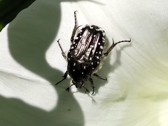 Oxythyrea funesta