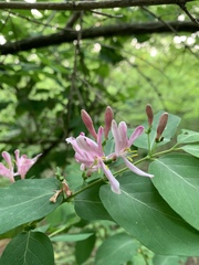 Lonicera
