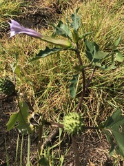 Datura stramonium