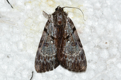 Catocala andromedae