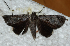 Catocala andromedae