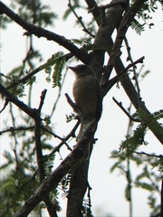 Contopus latirostris blancoi