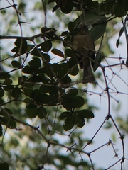 Contopus latirostris blancoi