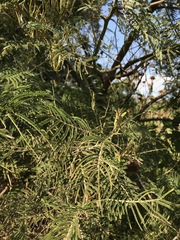 Acacia mearnsii