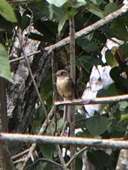 Contopus latirostris blancoi