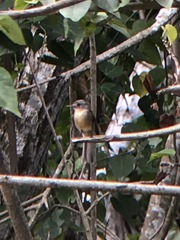 Contopus latirostris blancoi