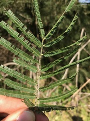 Acacia mearnsii