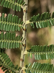 Acacia mearnsii