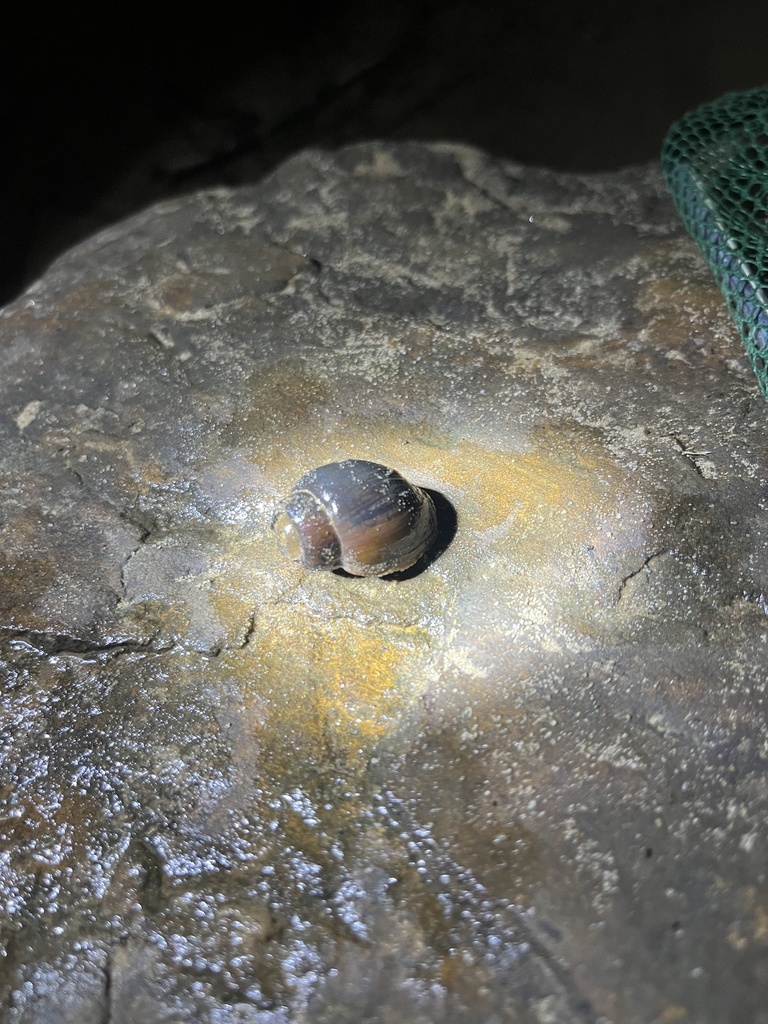cylinder campeloma