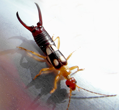 Forficula smyrnensis