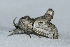 Inguromorpha basalis