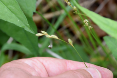 Carex tenera