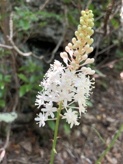 Xerophyllum asphodeloides