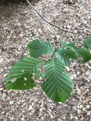 Carpinus betulus