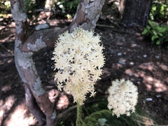 Xerophyllum asphodeloides