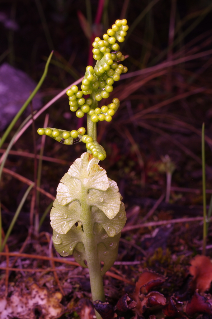 moonworts