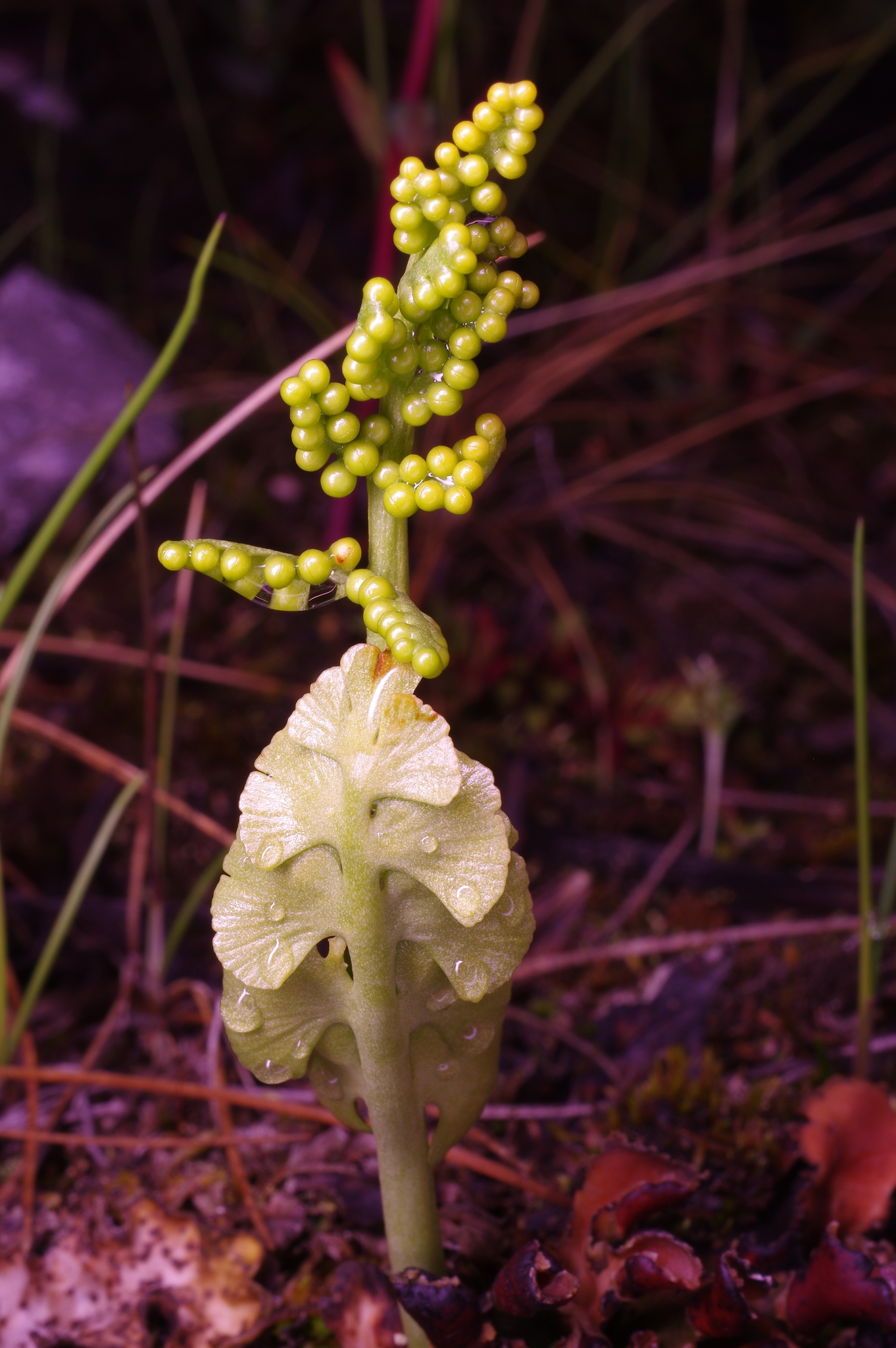 Botrychium