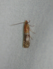 Moodna ostrinella