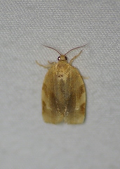 Choristoneura fractivittana