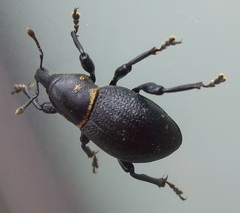 Liparus coronatus