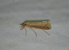 Donacaula maximellus