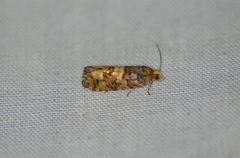 Eucopina tocullionana