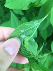 Contarinia negundinis