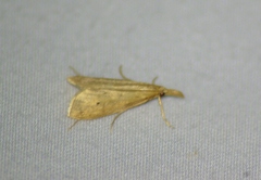 Donacaula longirostrallus