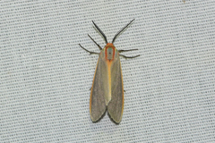 Pygarctia abdominalis
