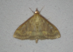 Ostrinia nubilalis
